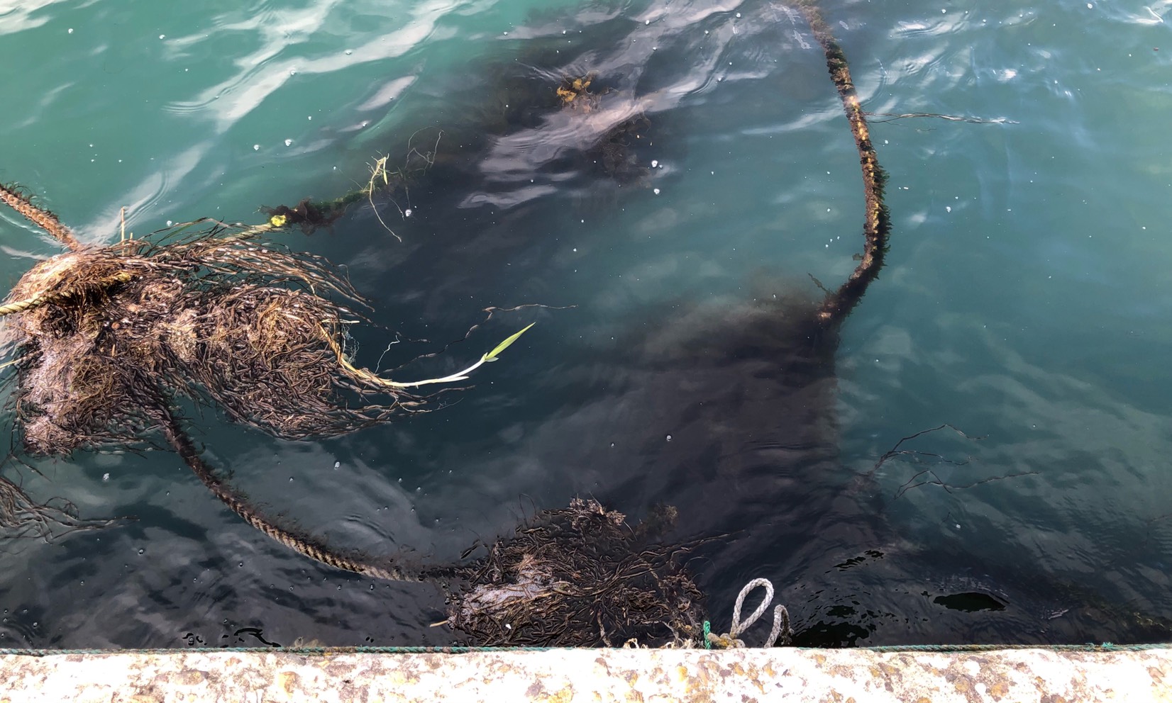 漁港 ロープ 海藻