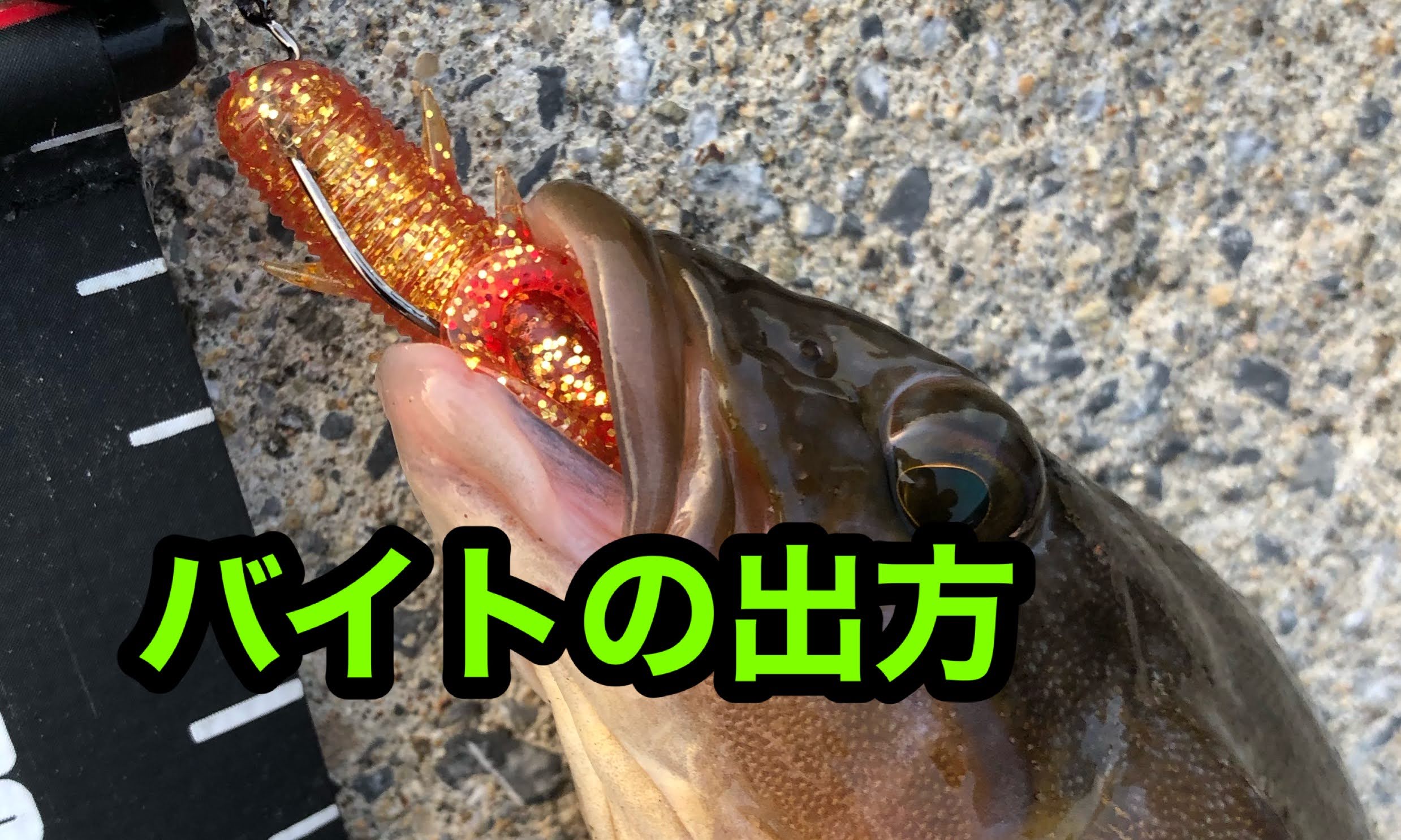 北海道 アブラコ アイナメ 釣りの当たりの出方を知ろう 釣果アップの秘訣