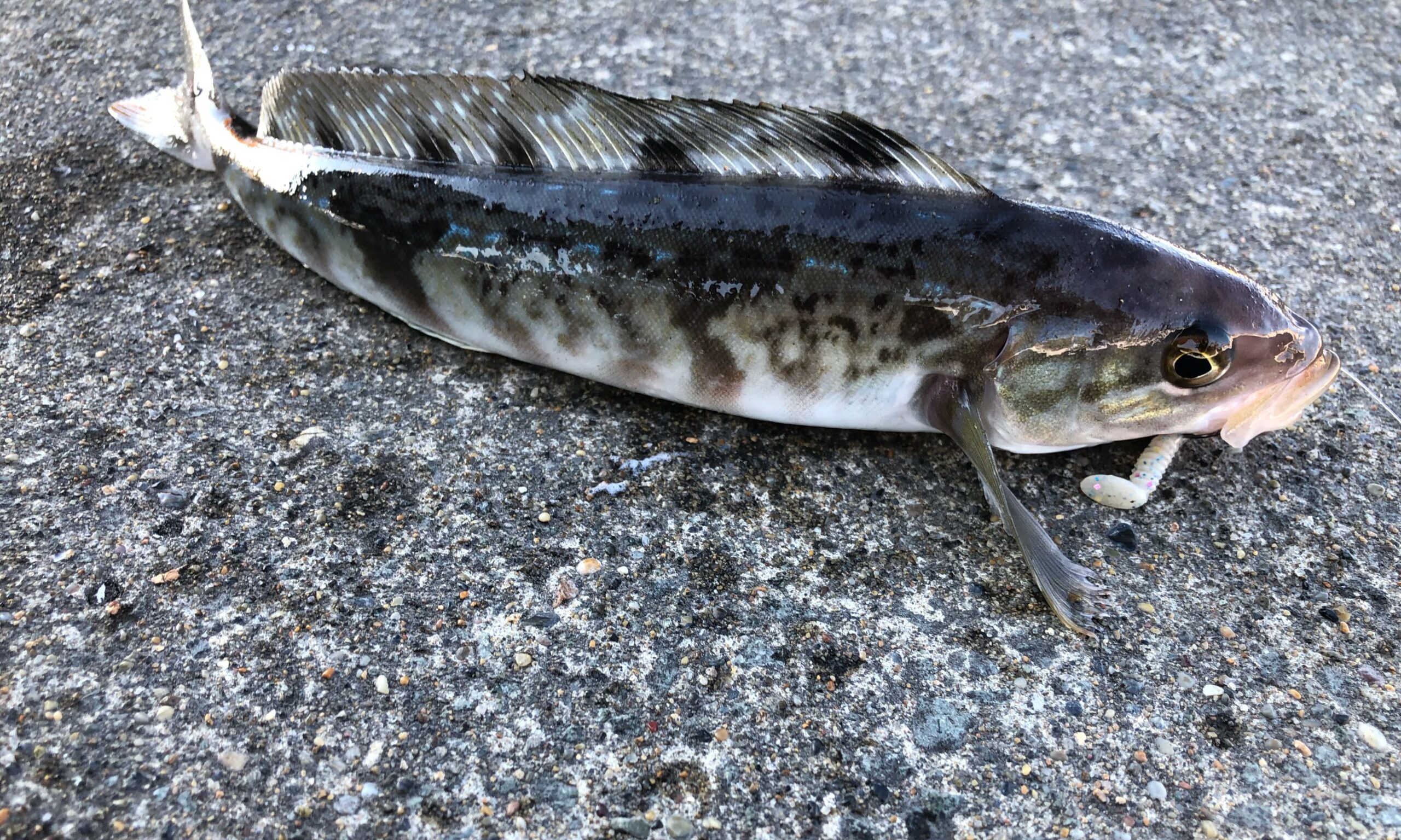 熊石漁港 ホッケ釣り 1月